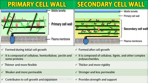 Difference Between Primary And Secondary Cell Wall Rajus Biology