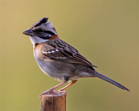 Foto Tico Tico Zonotrichia Capensis Por Ricardo Mendes Wiki Aves