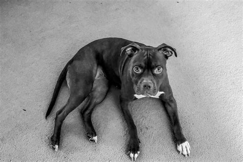 Best Pitbull Mixes - Bullypaws.org