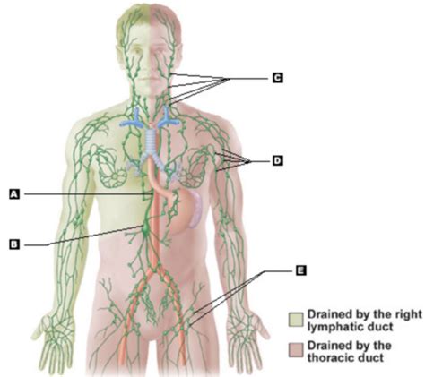 Labeling Lymphatic System Lymphoid Organs Spleen Flashcards Quizlet