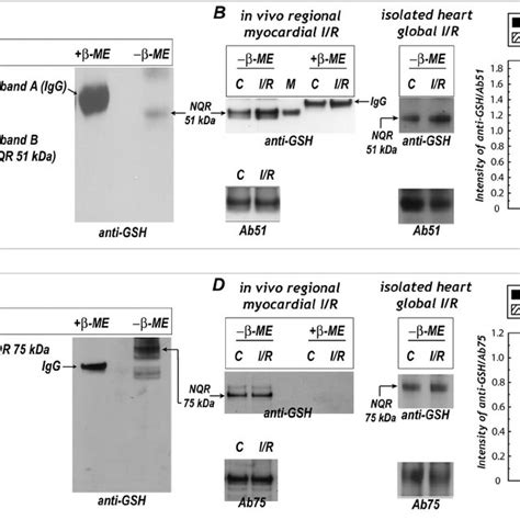 Protein S Glutathionylation Of The Kda Subunit Of Nqr In Myocardial