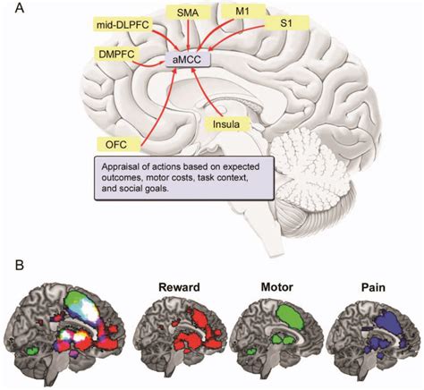 Figure 9 from Emotion and the Prefrontal Cortex: An Integrative Review ...