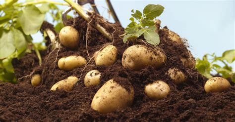 Potato Value Chain Farmers Sign Agreement To Boost Production Daily