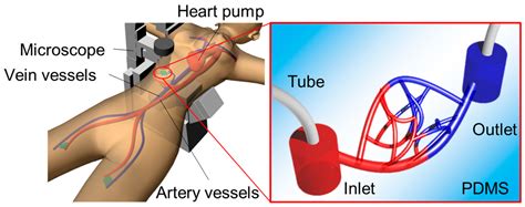 Fabrication Of 3D Capillary Vessel Models With Circulatory Connection Ports