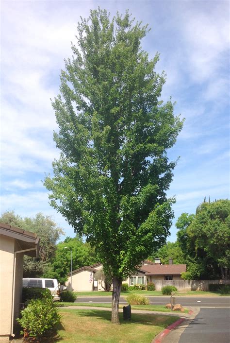 Columnar red maple - Sacramento Tree Foundation