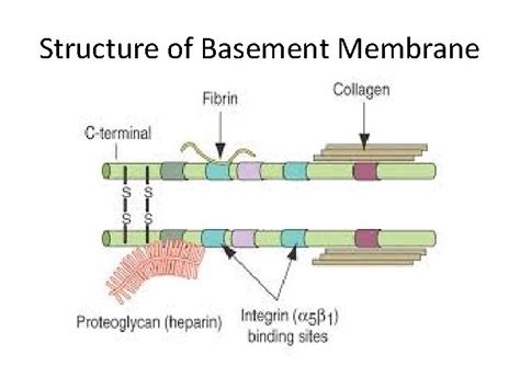 Basement Membrane Basement Membrane The Basement Membrane Is