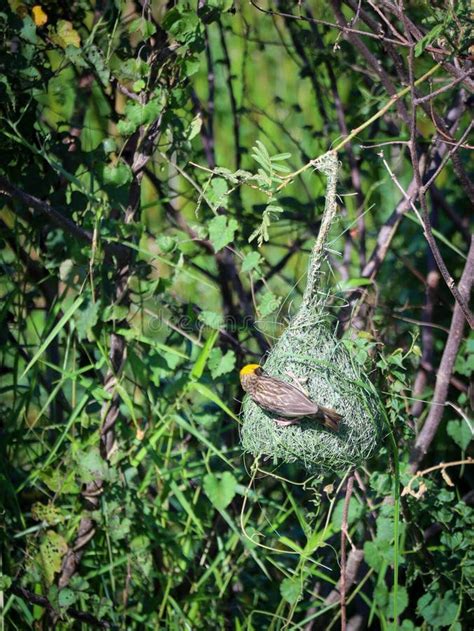 Baya Weaver Bird Perch On Its Nest Stock Image Image Of Branch Nest