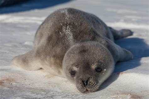 Weddell Seal Pup Photograph by Ben Adkison - Fine Art America