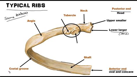 Typical Rib Anatomy Bangla Youtube