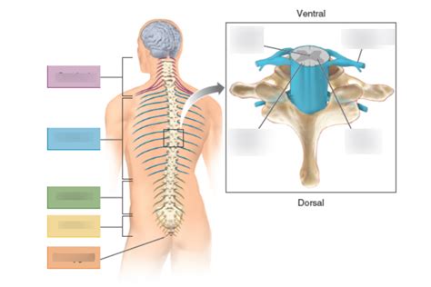 Anatomy Of The Spinal Chord Diagram Quizlet