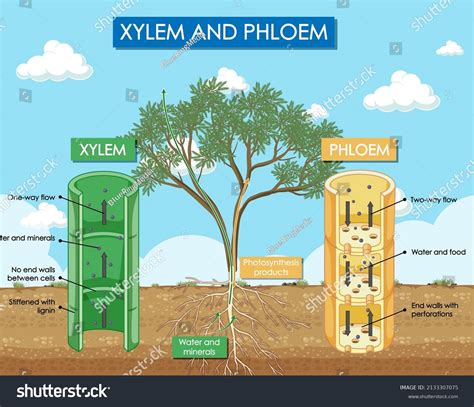 Diagram Showing Xylem And Phloem Plant Royalty Free Stock Vector