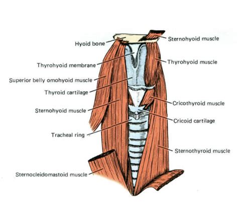 Infrahyoid muscles Diagram | Quizlet