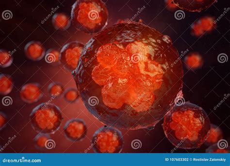 Morula The Embryo Cell Of Blastomeres Royalty Free Illustration