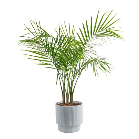 Costa Farms Majesty Palm Tree House Plant In 10 In Pot In The House Plants Department At