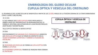 Embriologia Del Ojo Sa De Medicina Pptx