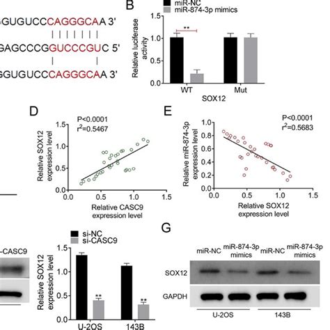 Lncrna Casc Mir P Directly Targeted Sox In Os A The Binding