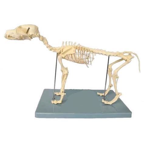 Skeleton Model Wellden International Inc Whole Body Veterinary