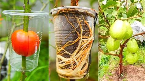 Best Method Of Propagation Guava Tree By Air Layering With Tomato