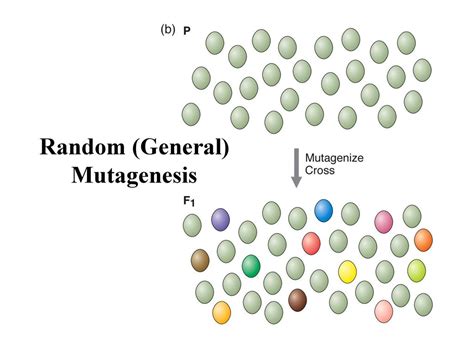 Genetic Analysis Genetic Techniques To Determine The Role Of Genetics