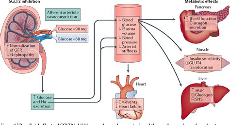 Figure 9 From Renal Metabolic And Cardiovascular Considerations Of