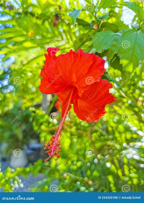 Red Beautiful Hibiscus Flower Shrub Tree Plant In Mexico Stock Photo