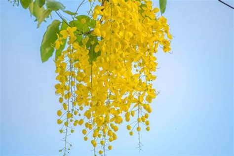 Cassia Tree Care: Everything You Need to Know - GFL Outdoors