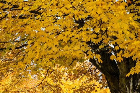 Yellow Maple Tree, Fall, Autumn Stock Photo - Image of maple, syrup ...