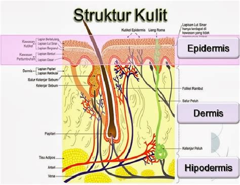 struktur  fungsi kulit manusia kartika skin care
