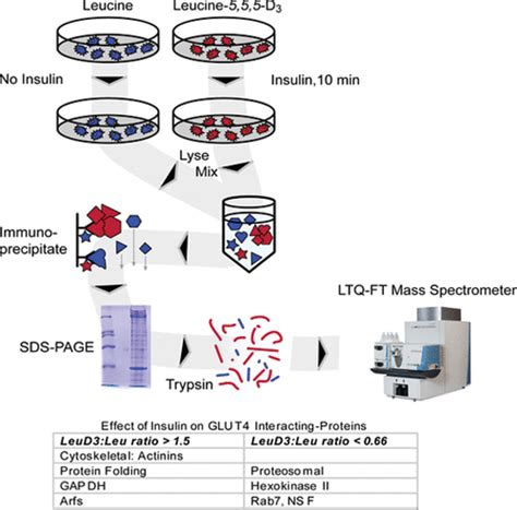 Glut4 Structure