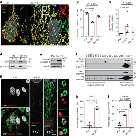 Apoptotic Stress Causes Mtdna Release During Senescence And Drives The