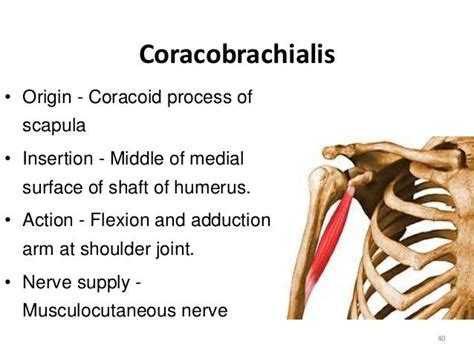 Coracobrachialis | Exercise physiology, Muscle anatomy, Human anatomy and physiology