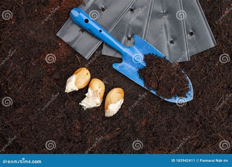 Preparation Seeds Durian for Planting Trees. Stock Image - Image of ...