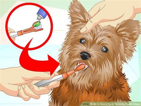 How To Keep Your Yorkies Teeth Clean With Pictures Yorkie Terrier