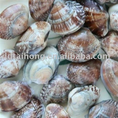 Frozen Boiled Short Necked Clam Seafood China Taihong Price Supplier