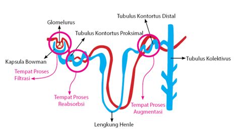 Rumah Ginjal - Ahli Ginjal (Nefrologi) Surabaya - Mengenal Cara Kerja ...