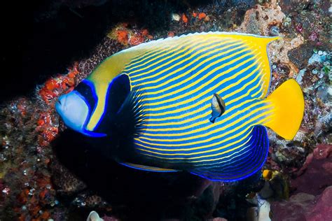 Emperor Angelfish Eastern Form Pomacanthus Imperator A Photo On