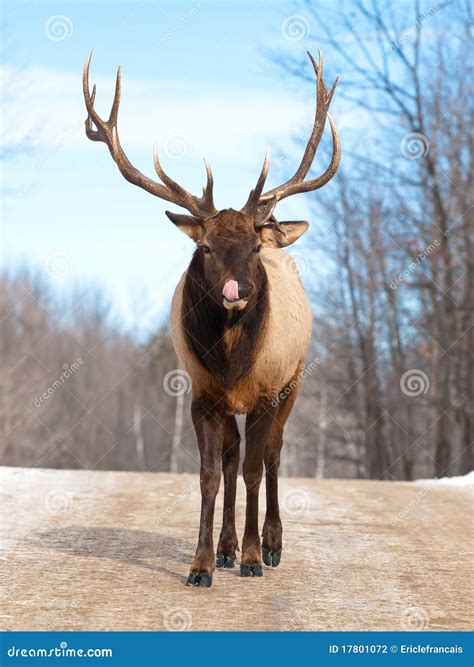 Male Red Deer In Winter Stock Photography Image 17801072