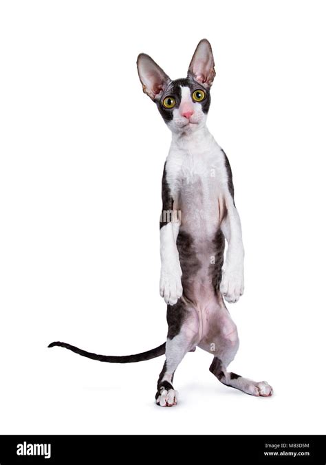 Cornish Rex Cat Kitten Standing On Back Paws Like Human Meerkat