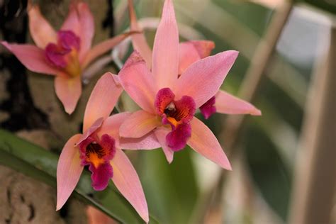 Pink And Purple Orchids Free Stock Photo - Public Domain Pictures