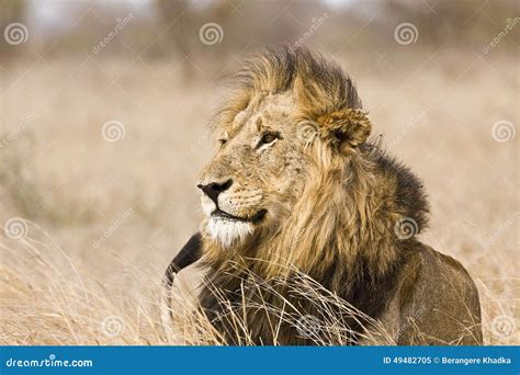 Wild Male Lion Kruger National Park South Africa Stock Image Image