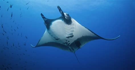 Are Manta Rays Dangerous? - IMP WORLD