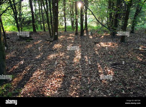 Backlit Woodland Clearing Stock Photo Alamy