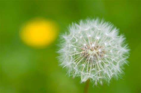 Premium Photo | Dandelion seeds