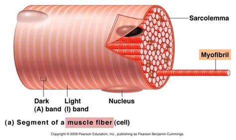 Laboratory 13 Skeletal Muscle Part 1 Microscopic And Gross Structure