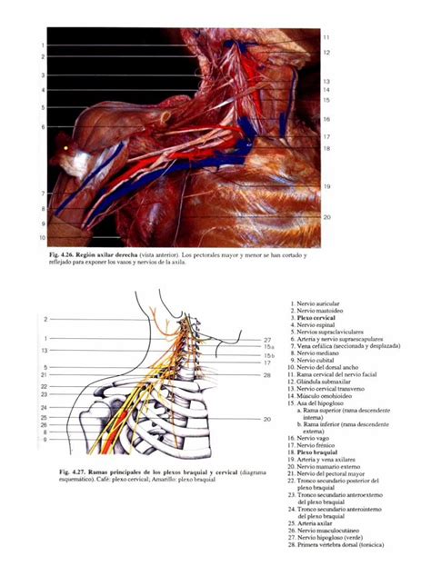 Pdf Atlas Fotogr Fico De Anatom A Del Cuerpo Humano Dokumen Tips