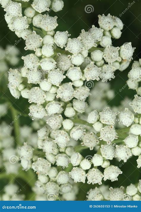 Healing Wild Quinine Plant Blooming Stock Image - Image of botany, blooming: 263655153