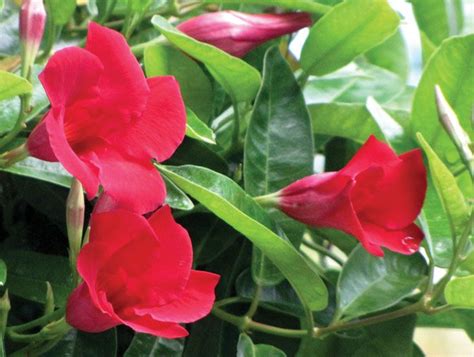 CA-Friendly Plant: Mandevilla - It is a flowering vine that bears ...