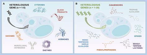 Frontiers Yeasts As Biopharmaceutical Production Platforms