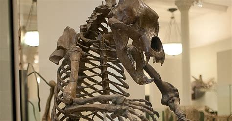 Cave Bear Skeleton (Illustration) - World History Encyclopedia