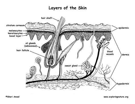 Layers of the Skin